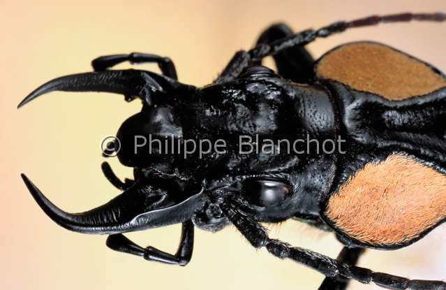 Anthia thoracica.JPG - Anthia thoracica (Portrait)CarabeGround beetleColeopteraCarabidaeAnthiinaeMozambique